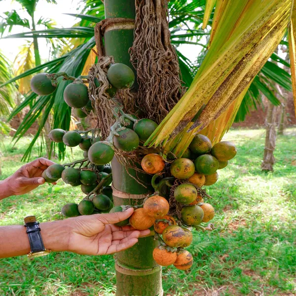 Inter_Mangala_Arecanut_Betelnut_Supari_Hybrid_Dwarf_Fruit_Plant