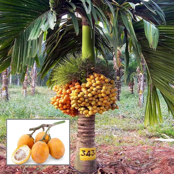 Inter_Mangala_Arecanut_Betelnut_Supari_Hybrid_Dwarf_Fruit_Plant