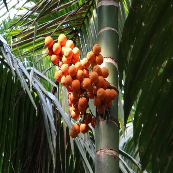 Assam_Pati_Areca_Nut_Betel_Nut_Supari_Hybrid_Dwarf_Fruit_Plant