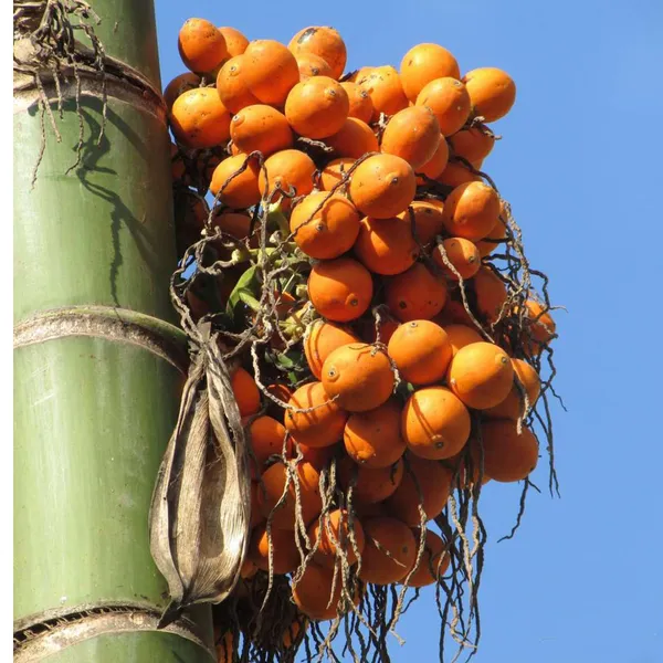 Assam_Pati_Areca_Nut_Betel_Nut_Supari_Hybrid_Dwarf_Fruit_Plant