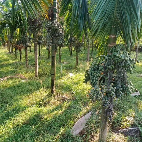 Assam_Pati_Areca_Nut_Betel_Nut_Supari_Hybrid_Dwarf_Fruit_Plant