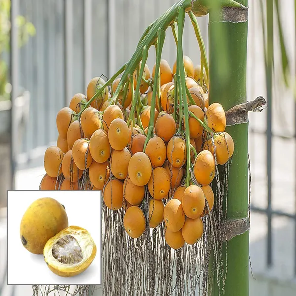 Assam_Pati_Areca_Nut_Betel_Nut_Supari_Hybrid_Dwarf_Fruit_Plant
