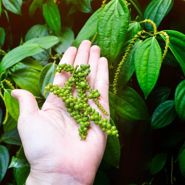 Black_Pepper_Nigrum_Gol_Mirch_Kali_Mirch_Spice_Plant