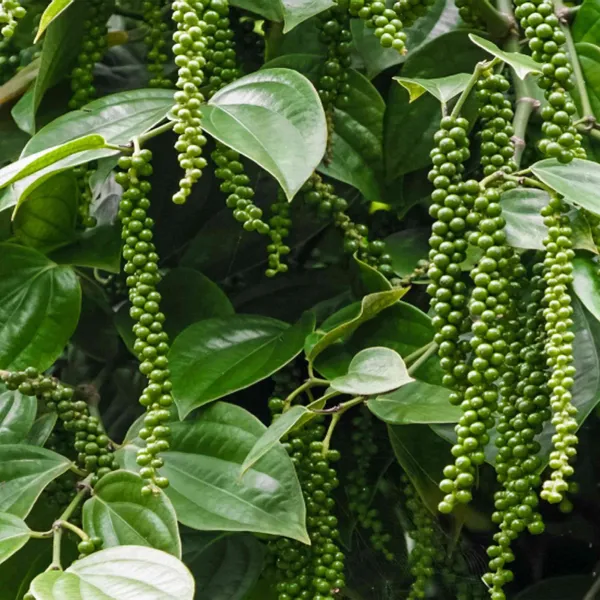 Black_Pepper_Nigrum_Gol_Mirch_Kali_Mirch_Spice_Plant
