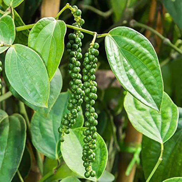Black_Pepper_Nigrum_Gol_Mirch_Kali_Mirch_Spice_Plant