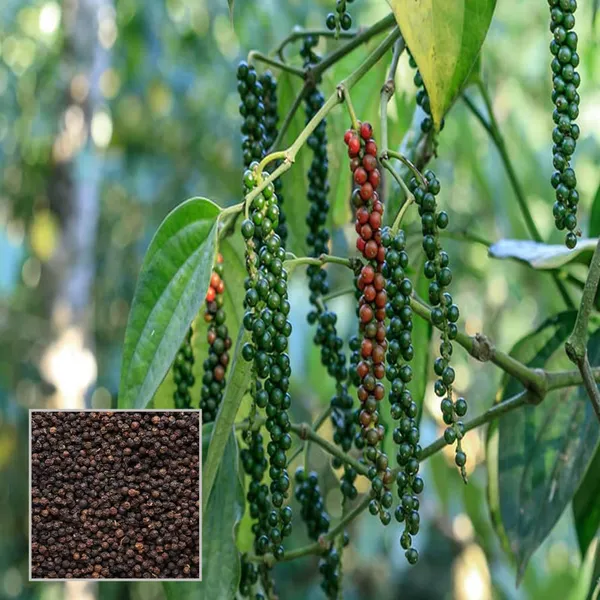 Black_Pepper_Nigrum_Gol_Mirch_Kali_Mirch_Spice_Plant