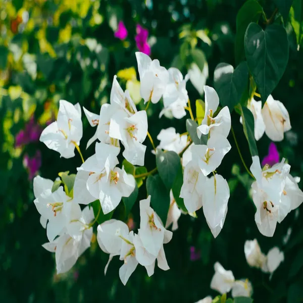 White_Colour_Bougainvillea_Kagoj_Ful_Shrubs_Flower_Plant