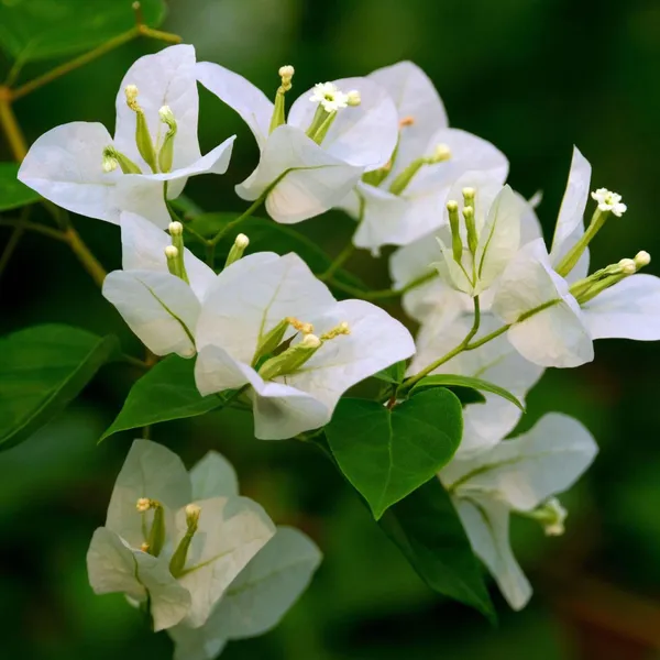 White_Colour_Bougainvillea_Kagoj_Ful_Shrubs_Flower_Plant