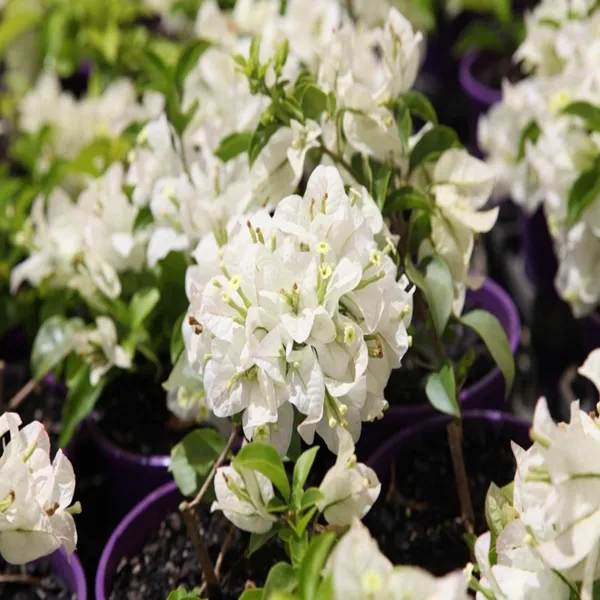 White_Colour_Bougainvillea_Kagoj_Ful_Shrubs_Flower_Plant
