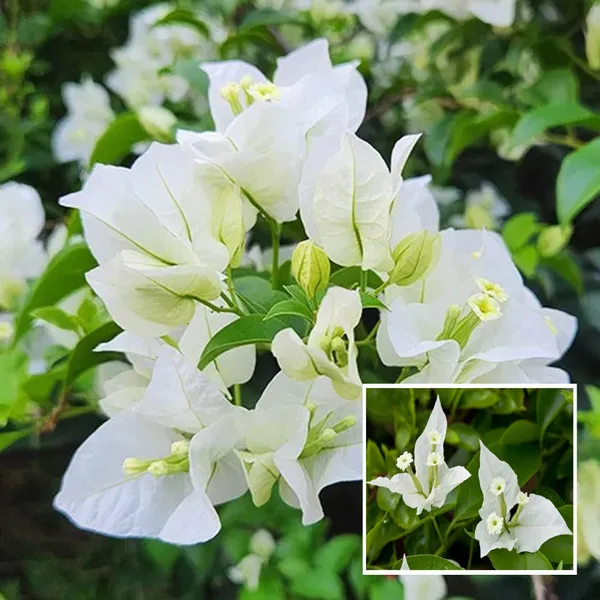 White_Colour_Bougainvillea_Kagoj_Ful_Shrubs_Flower_Plant