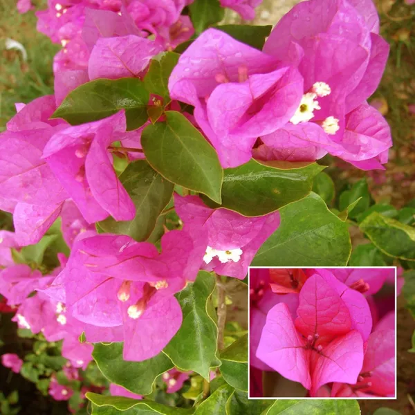Pink_Colour_Bougainvillea_Kagoj_Ful_Shrubs_Flower_Plant