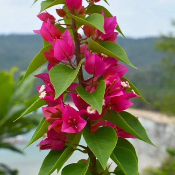 Pink_Colour_Bougainvillea_Kagoj_Ful_Shrubs_Flower_Plant