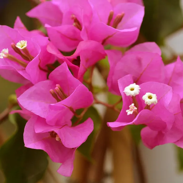 Pink_Colour_Bougainvillea_Kagoj_Ful_Shrubs_Flower_Plant
