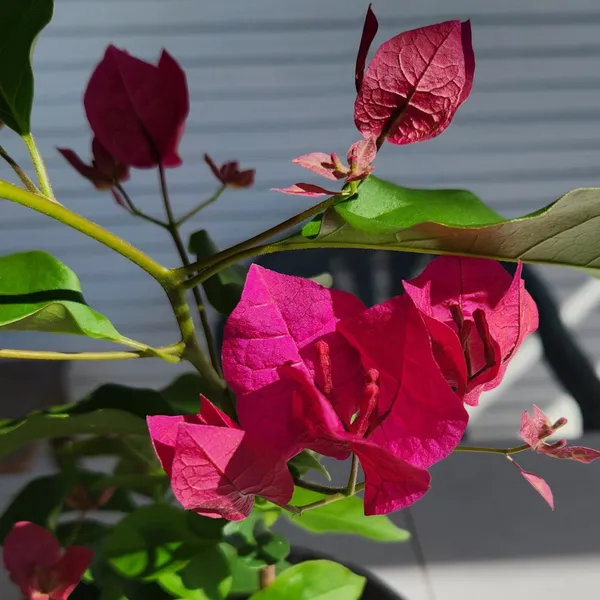 Pink_Colour_Bougainvillea_Kagoj_Ful_Shrubs_Flower_Plant