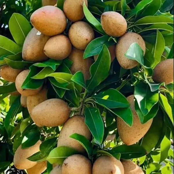 Thai_Kalapatti_Chikoo_Sapota_Grafted_Fruit_Plant
