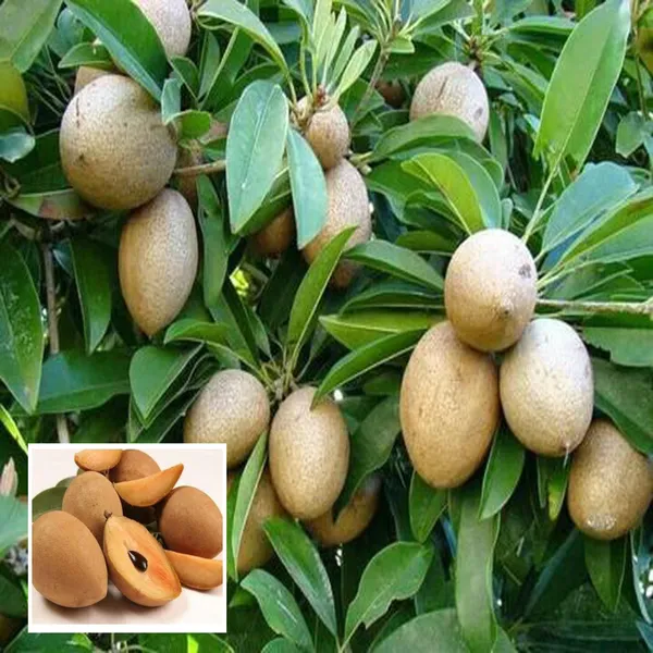 Thai_Kalapatti_Chikoo_Sapota_Grafted_Fruit_Plant