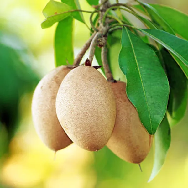 Thai_Kalapatti_Chikoo_Sapota_Grafted_Fruit_Plant