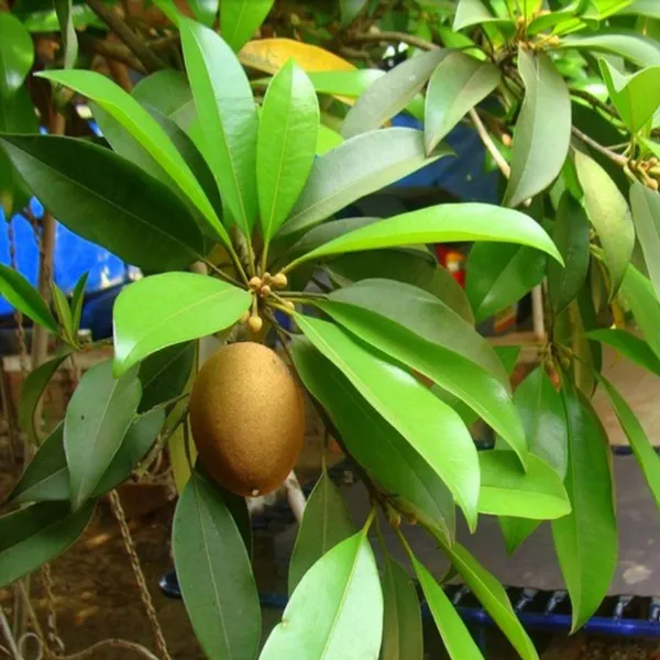 Thai_Kalapatti_Chikoo_Sapota_Grafted_Fruit_Plant