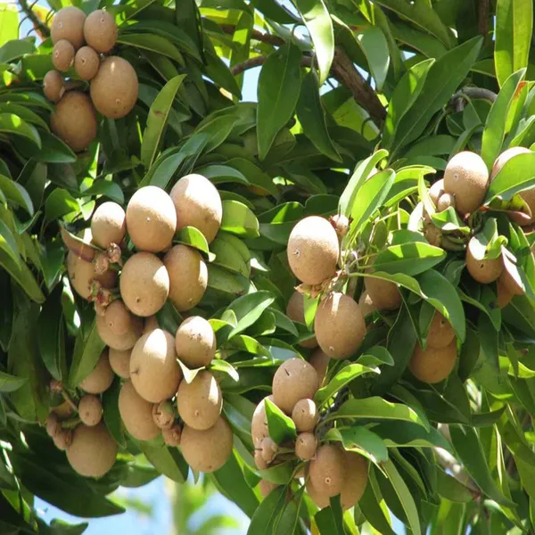 Cricket_Ball_Chikoo_Sapota_Grafted_Fruit_Plant