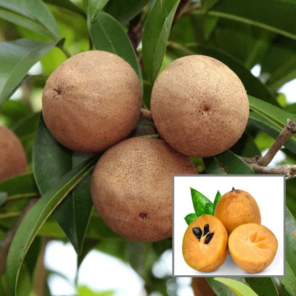 Cricket_Ball_Chikoo_Sapota_Grafted_Fruit_Plant
