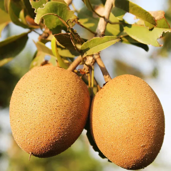 Cricket_Ball_Chikoo_Sapota_Grafted_Fruit_Plant