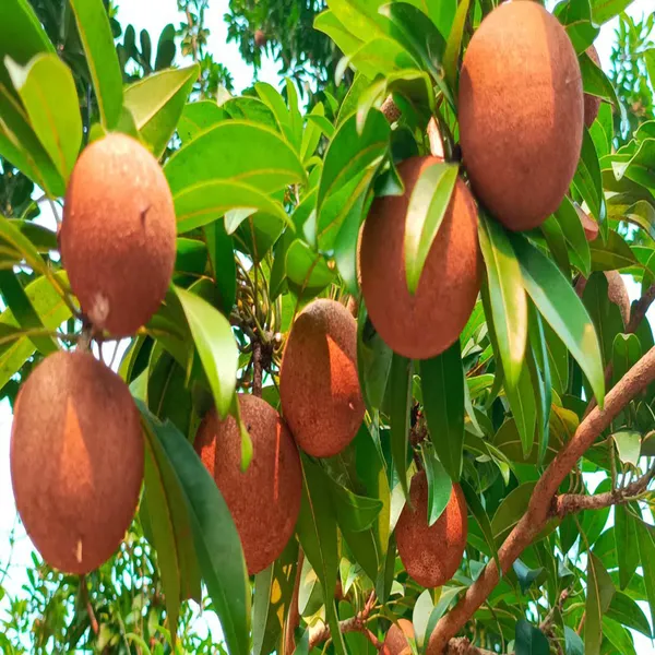 Cricket_Ball_Chikoo_Sapota_Grafted_Fruit_Plant