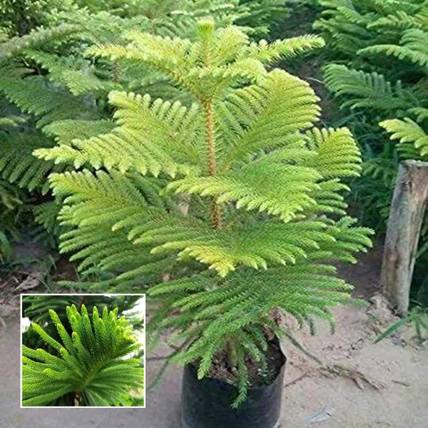Christmas_Tree_Araucaria_Heterophylla_Jhau_Ornamental_Plant
