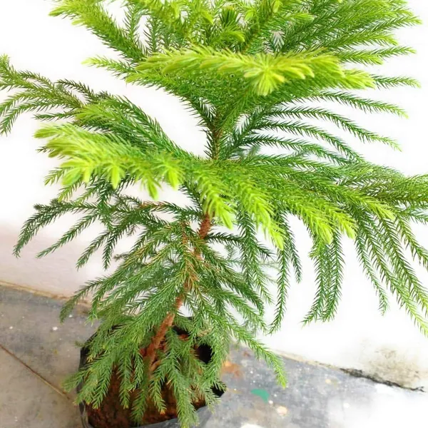 Christmas_Tree_Araucaria_Heterophylla_Jhau_Ornamental_Plant