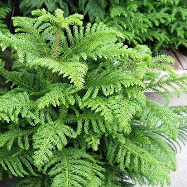 Christmas_Tree_Araucaria_Heterophylla_Jhau_Ornamental_Plant