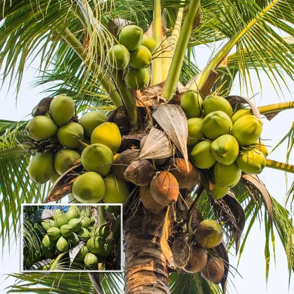 Tall_Coconut_Nariyal_Fruit_Plant_2_4