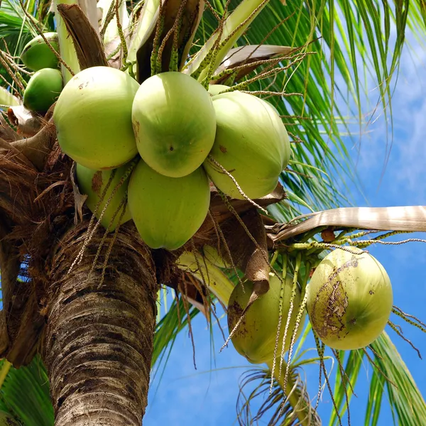 Tall_Coconut_Nariyal_Fruit_Plant_2_4