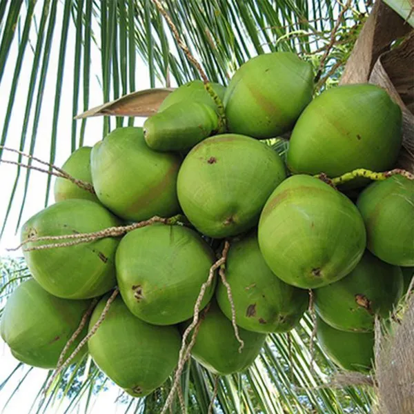 Tall_Coconut_Nariyal_Fruit_Plant_2_4
