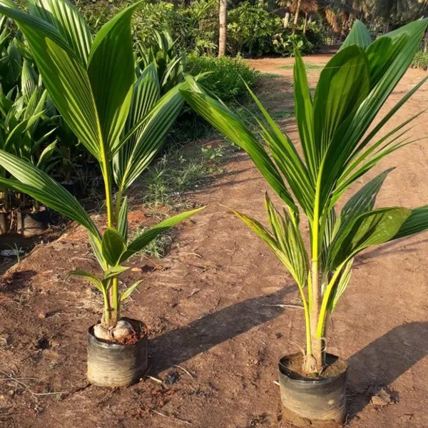 Tall_Coconut_Nariyal_Fruit_Plant_2_4