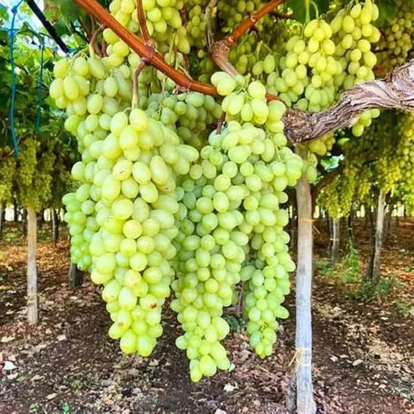 Green_Super_Sonaka_Seedless_Grapes_Angoor_Layering_Grafted_Fruit_Plant