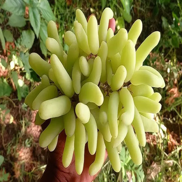 Green_Super_Sonaka_Seedless_Grapes_Angoor_Layering_Grafted_Fruit_Plant
