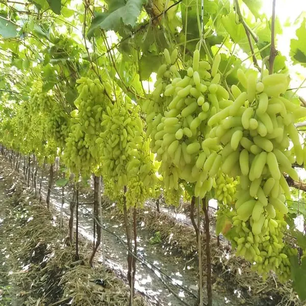 Green_Super_Sonaka_Seedless_Grapes_Angoor_Layering_Grafted_Fruit_Plant