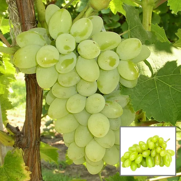 Green_Super_Sonaka_Seedless_Grapes_Angoor_Layering_Grafted_Fruit_Plant