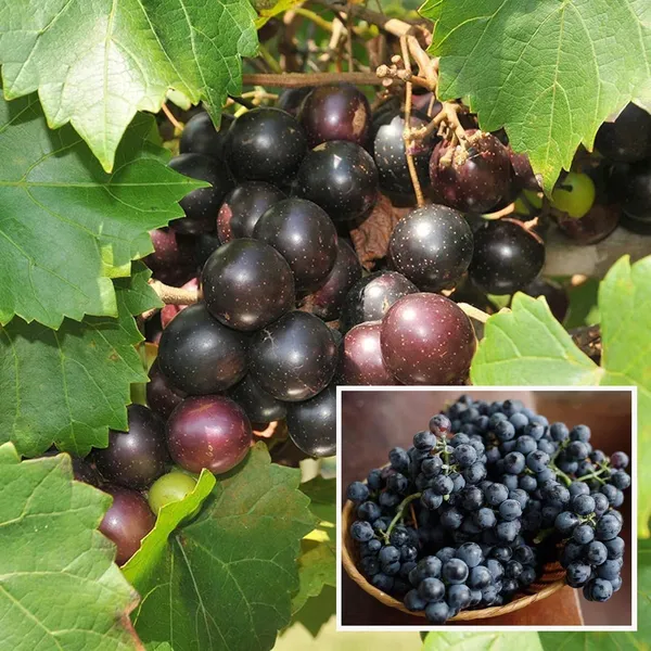 Black_Grapes_Angoor_Layering_Grafted_Fruit_Plant