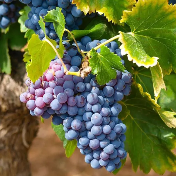 Black_Grapes_Angoor_Layering_Grafted_Fruit_Plant