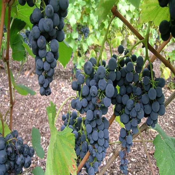 Black_Grapes_Angoor_Layering_Grafted_Fruit_Plant