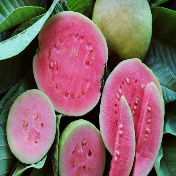 Pink_Lalit_Lalitha_Guava_Amrood_Layering_Grafted_Fruit_Plant