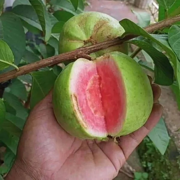Pink_Lalit_Lalitha_Guava_Amrood_Layering_Grafted_Fruit_Plant