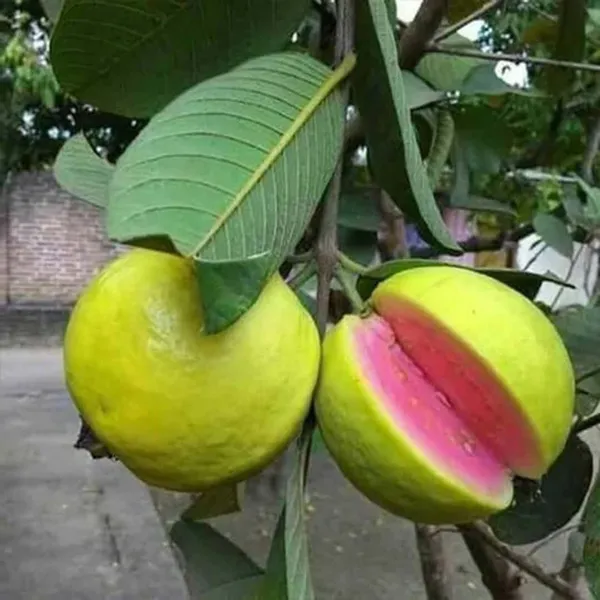 Pink_Lalit_Lalitha_Guava_Amrood_Layering_Grafted_Fruit_Plant