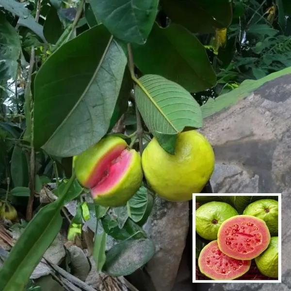 Pink_Lalit_Lalitha_Guava_Amrood_Layering_Grafted_Fruit_Plant