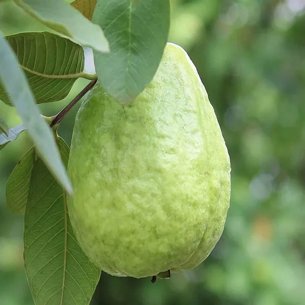 Thai_7_Guava_Amrood_Layering_Grafted_Fruit_Plant
