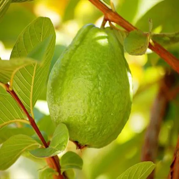 Thai_7_Guava_Amrood_Layering_Grafted_Fruit_Plant