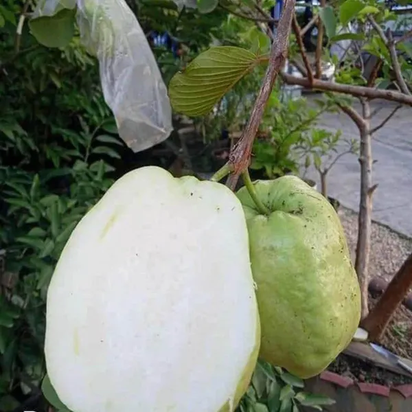Thai_7_Guava_Amrood_Layering_Grafted_Fruit_Plant
