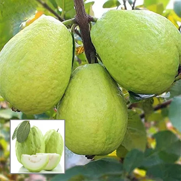 Thai_7_Guava_Amrood_Layering_Grafted_Fruit_Plant