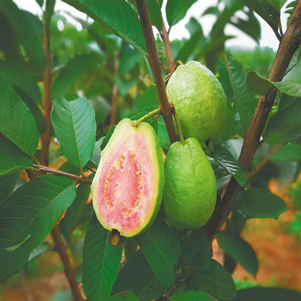 Taiwan_Pink_Guava_Amrood_Layering_Grafted_Fruit_Plant