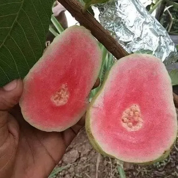 Taiwan_Pink_Guava_Amrood_Layering_Grafted_Fruit_Plant